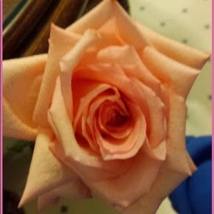 Meet your Posher, Megan